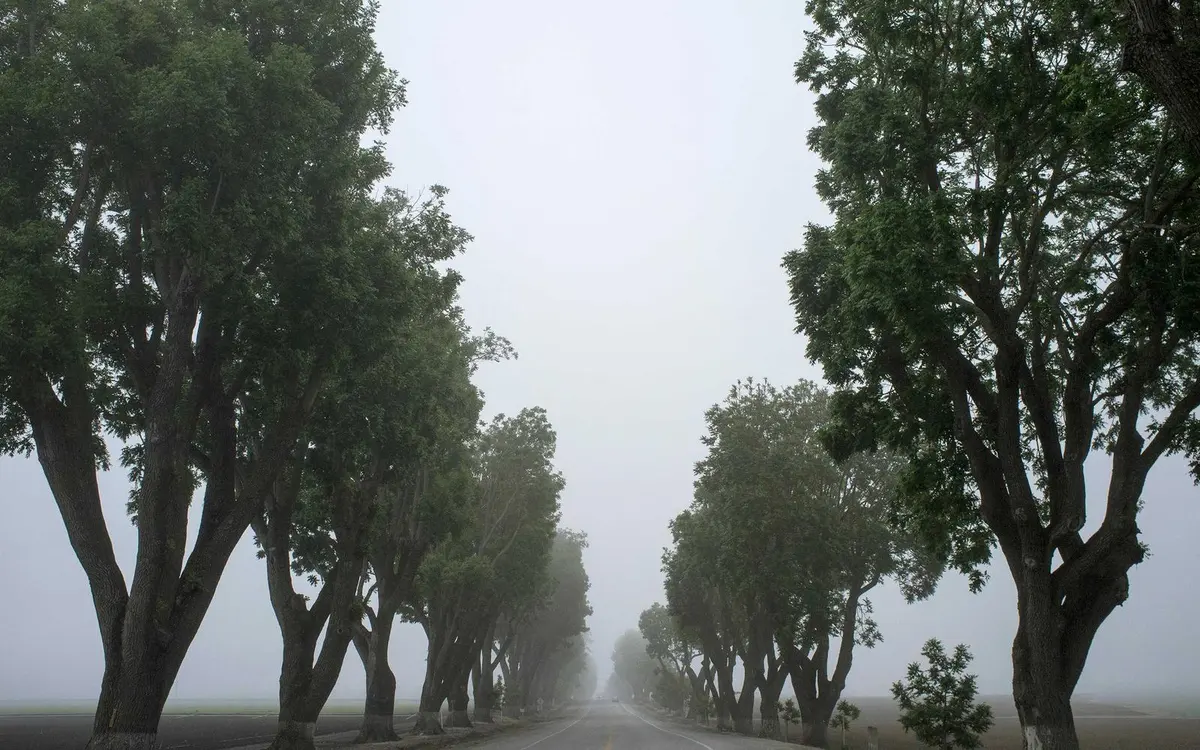 Carretera bordeada de árboles que se pierde en la niebla