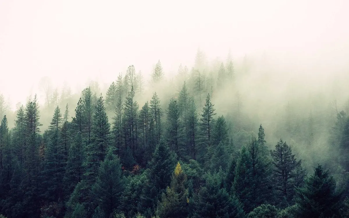 Pinar entre la niebla bajo un cielo claro